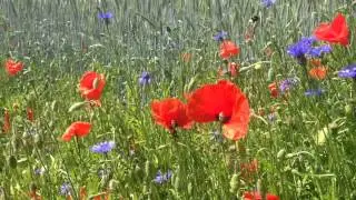 Klatschmohn