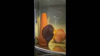 Separating Discus Pair 🐠 | Breeding Tank Setup