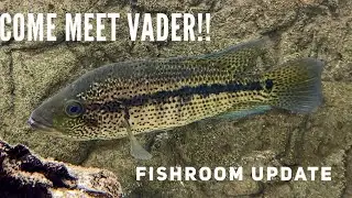 Fishroom Update 2-6-2026