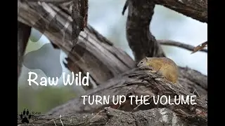 Squirrel alarm call (TURN UP THE VOLUME) - Raw Wild