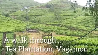 A Walk Through Tea Plantation, Vagamon#vagamon#kerala#teaplantations #nature