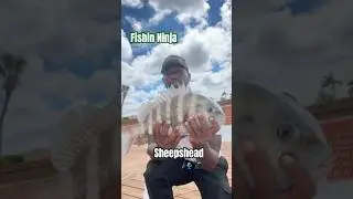 Learn to catch Sheepshead 🐟. #fishing #sheepshead #fish #florida #outdoors #motivation #wow
