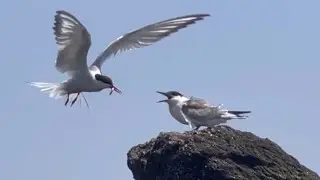 Common Tern fishing bird feeding its baby chicks, Brighton Beach, New York, Aug 2025
