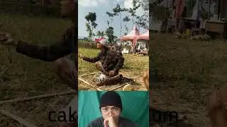 Ketika pro player layangan menang sambitan pakai gelasan turnamen main uluran