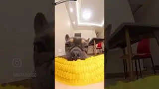 Собака любит кукурузу в початках 😂🌽 #шорты #собака