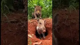 Jaguar Doesn&rsquo;t Move &mdash; Boar Completely Loses It 😂🐗 #wildlife #funny #shorts