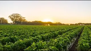 California Giant &ndash; Happiness Harvested &ndash; Retail Trade