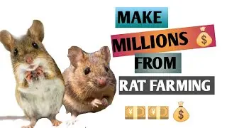 HOW TO MAKE MONEY THROUGH RAT FARMING
