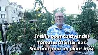 Treillis pour culture de tomate &agrave; l'int&eacute;rieur cet Hiver, R&eacute;paration Tuteur cass&eacute;