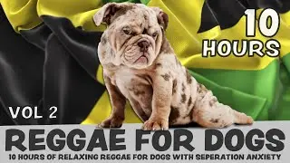 SCIENTIFICALLY PROVEN: 10 Hours of calming Reggae music for dogs with separation anxiety