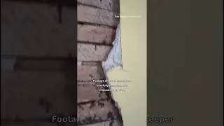 Thousands of Bees Discovered in Walls of Family's Farmhouse