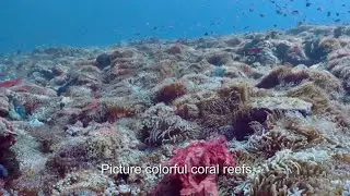 Protecting Environment and Marine ecosystems. #marinelife #environmentalawareness #ocean #ecosystem