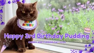 Happy Birthday Pudding | Brown Cat