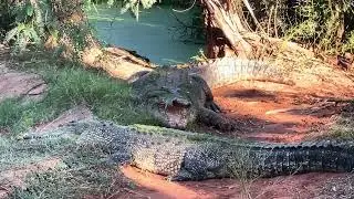 Malcolm Douglas Crocodile Park, Broome, Kimberley, Western Australia, Australia