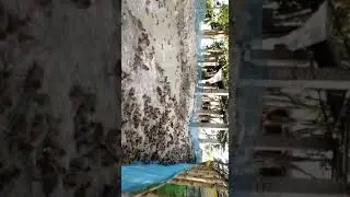 Duck farming Mobile No 9835623000