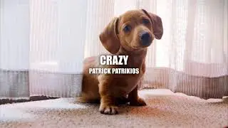 Copyright and Royalty Free Pop Music: Crazy - Patrick Patrikios