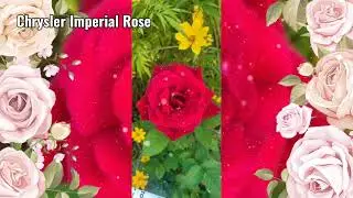 Chrysler Imperial Rose