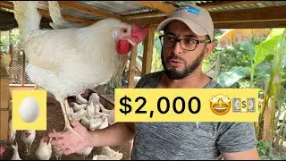 Gallinas🐓 ponedoras🥚¿Puedes vivir de Esto?