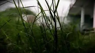 Baaris