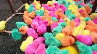 Funny Colorful Baby Chicks Making Cute Sounds 🐥🌈 Adorable Rainbow Chicks Chirping &ndash; Funny Chicken