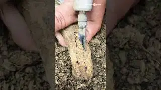 Tricks on how to add and connect bonsai roots #bonsai #bonsaitree #caraperawatanbonsai
