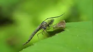 ИНСЕКТАРИЙ: 134.  Звонец Обыкновенный (Chironomus plumosus)