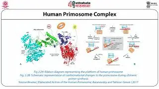 DNA replication in Eukaryotes