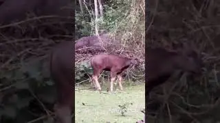 Bison calf  #bison #gaur #wildlife #wildanimals #wildanimal #shorts #shortvideo #ytshorts #short