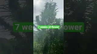 7 weeks of flower -how to grow weed in aeroponic tower garden