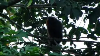 Caquet&aacute; titi  - Callicebus caquetensis - Rio  Caquet&aacute; - Caqueta