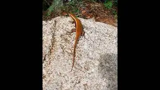 Sri Lanka bronze Skink