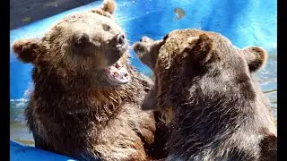 Tierische Momente in L&ouml;ffingen und Allensbach