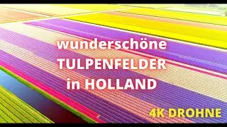 atemberaubende Tulpenfelder von oben / Niederlande / 2022 / drone shots