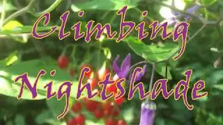 Паслён лазающий🍒(Solanum dulcamara)