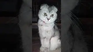 Мия Мия #cat #коледнамузика #сваты6 #сваты6 #kitten #kitten #новамузика