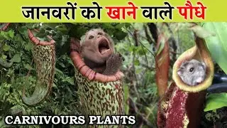 Plants that eat animals । Carnivorous plant eating insect । Venus fly trap । Pitcher plant