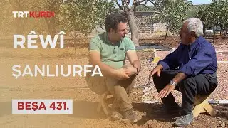 Rêwî - Beşa 431.(Şanlıurfa)
