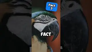 Discover the Top 5 Secrets Every Parrot Owner Should Know #parrotsecrets #parrotbehavior #birdlovers