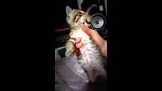 Cute baby cat dancing
