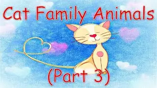 Types of Cat Family Animals Part 3