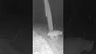 Bobcat hunting at night #shorts