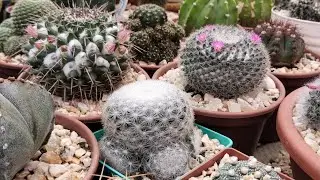 10 CACTOS PREFERIDOS DA COLECÇÃO 🌵🌵🌵❤️ @SileneCactos @cactosdabranca @Pri Teixeira