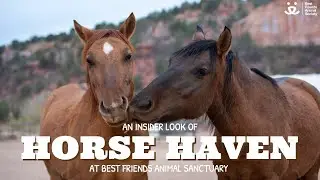 Get an insider look at Best Friend Animal Sanctuary&rsquo;s Horse Haven