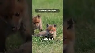 Interesting Facts About Coyotes #3 #shorts