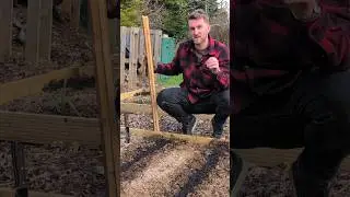 Sowing PARSNIPS in the beginning of SPRING for a WINTER harvest! #vegetablegrowing #growyourown