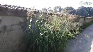 Johnson grass | plant functional types | competitors