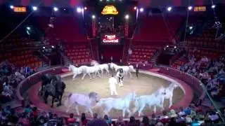 Budapest circus - horse show