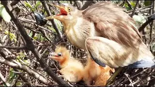 Baby Bird Hungry in a Hot Day | Mother Goes Food-Seeking,