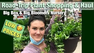 String Of Hearts $8, Giant Hindu Rope $15! Houseplant Shopping & Haul at Big Box and Big Bloomers