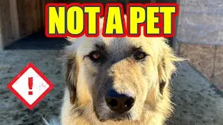 Great Pyrenees Breed Review | The Most Misunderstood Guardian Dog